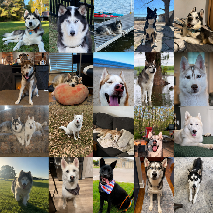 Meet Our Dogs of the Month — August 2026