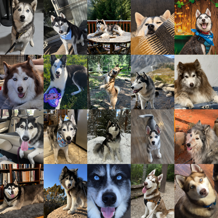 Meet Our Dogs of the Month — May