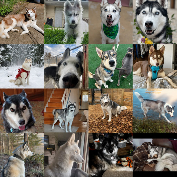 Meet Our Dogs of the Month — June