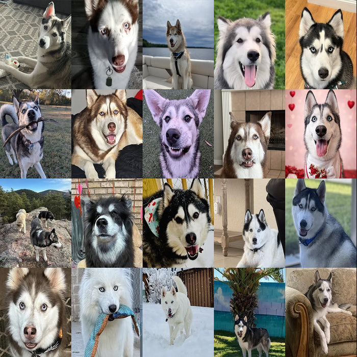 Meet Our Dogs of the Month — March