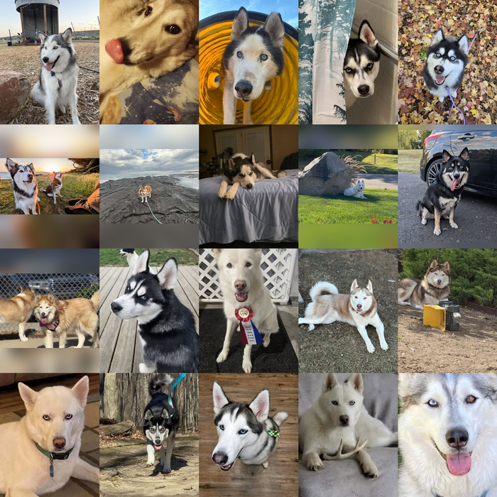 Meet Our Dogs of the Month — November 2026