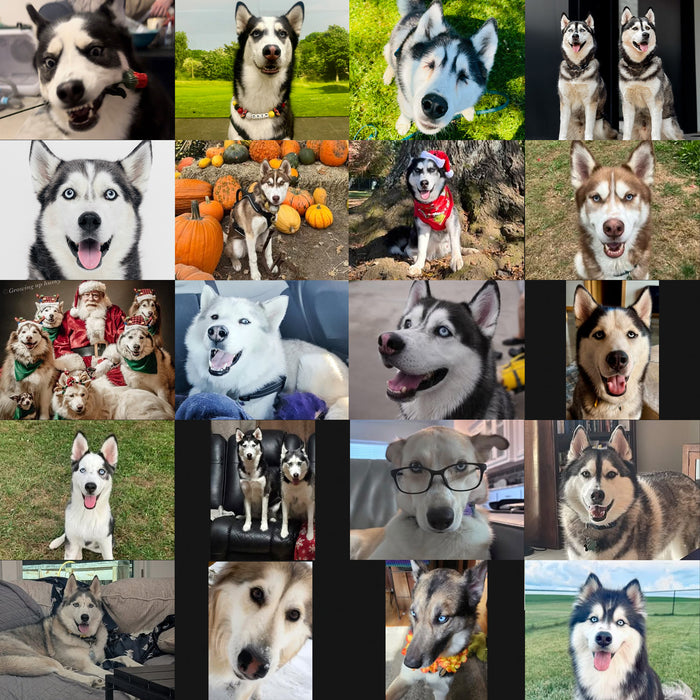 Meet Our Dogs of the Month — November