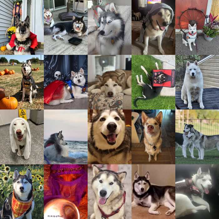 Meet Our Dogs of the Month — October 2026