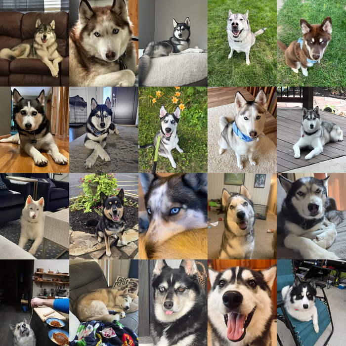 Meet Our Dogs of the Month — September 2026