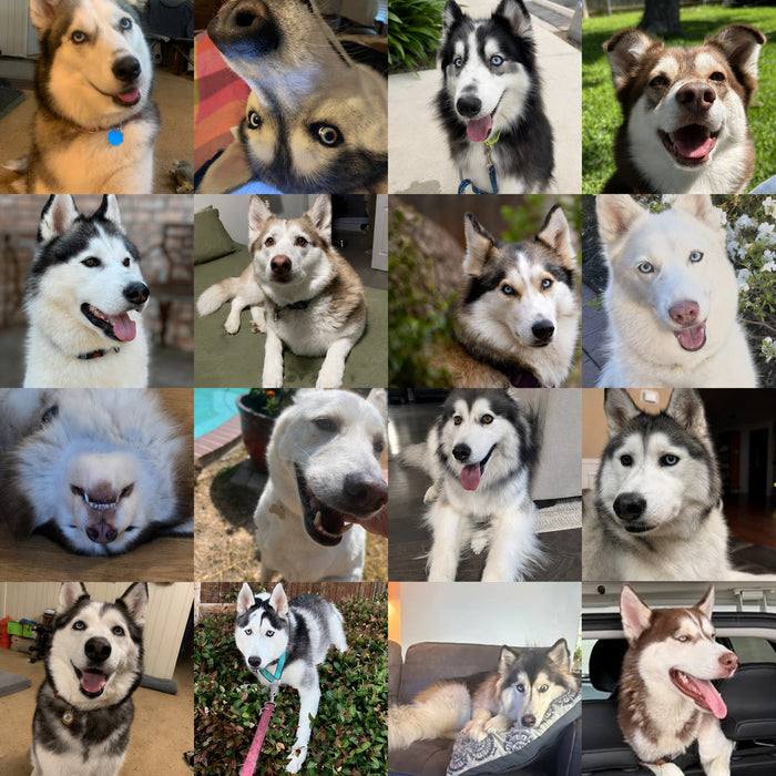Texas Husky Rescue Dogs of the Month — June