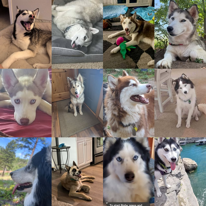 Jailbreak Husky Rescue Dogs of the Month — September