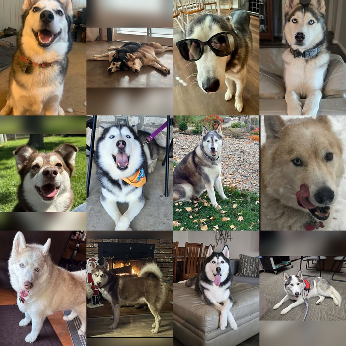 Texas Husky Rescue Dogs of the Month — November 2026