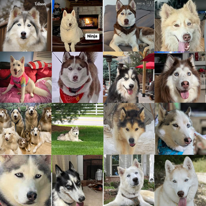 Meet Our Dogs of the Month — July