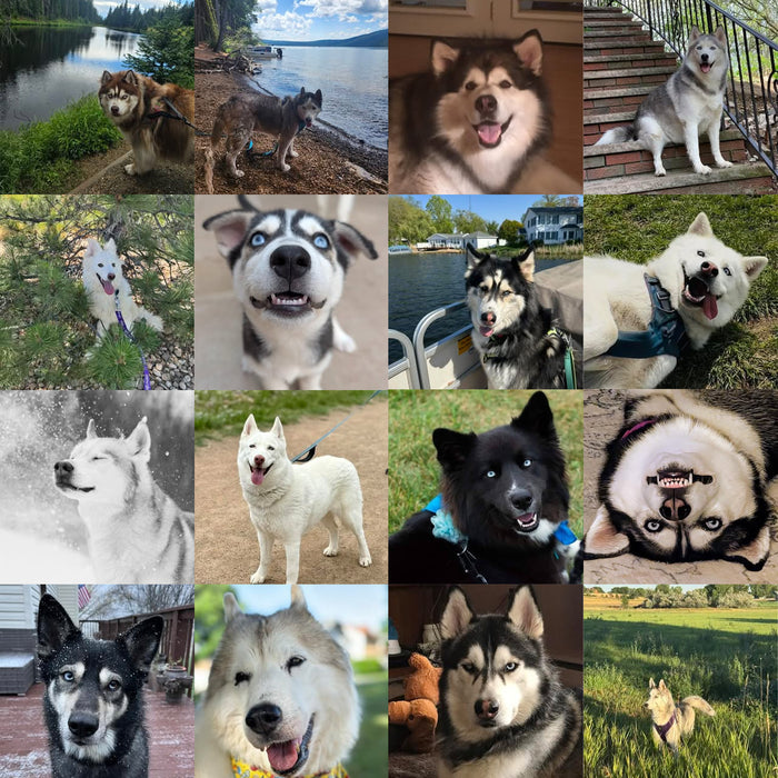 Meet Our Dogs of the Month — September
