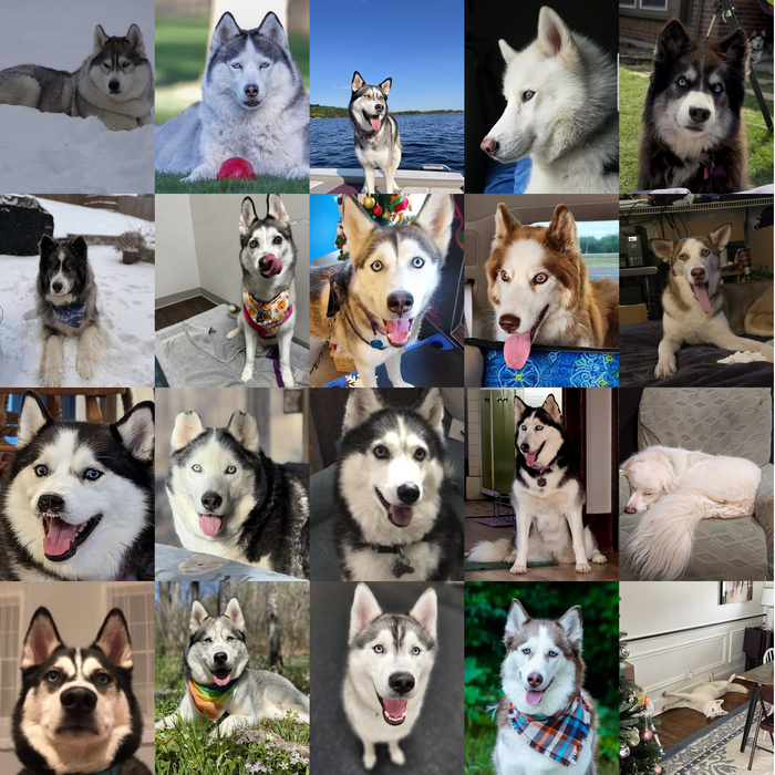 Meet Our Dogs of the Month — April