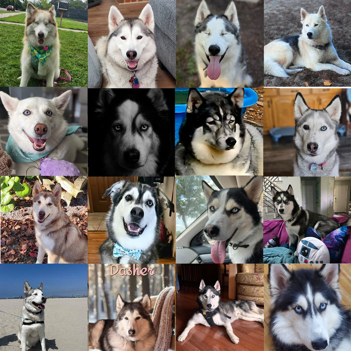 Meet Our Dogs of the Month — August