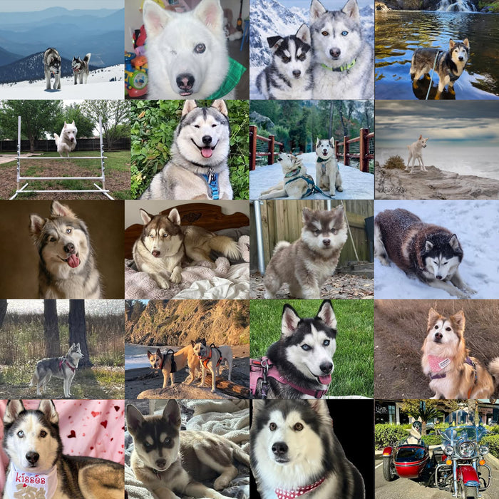 Meet Our Dogs of the Month — January/February