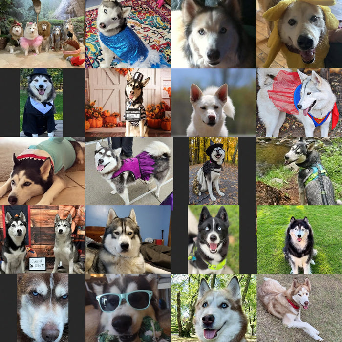 Meet Our Dogs of the Month — October
